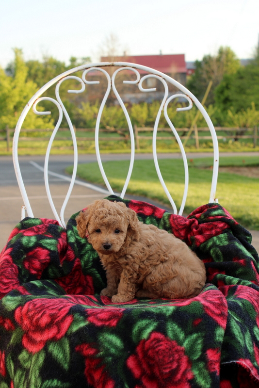 puppy, for, sale, Toy Poodle, Matthew B. Stoltzfus, dog, breeder, Gap, PA, dog-breeder, puppy-for-sale, forsale, nearby, find, puppyfind, locator, puppylocator, aca
